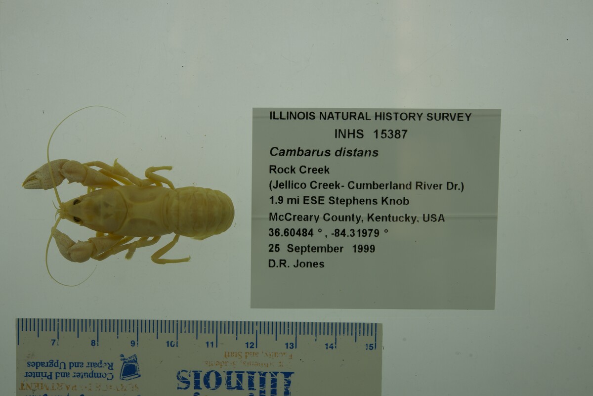 Cambarus distans image